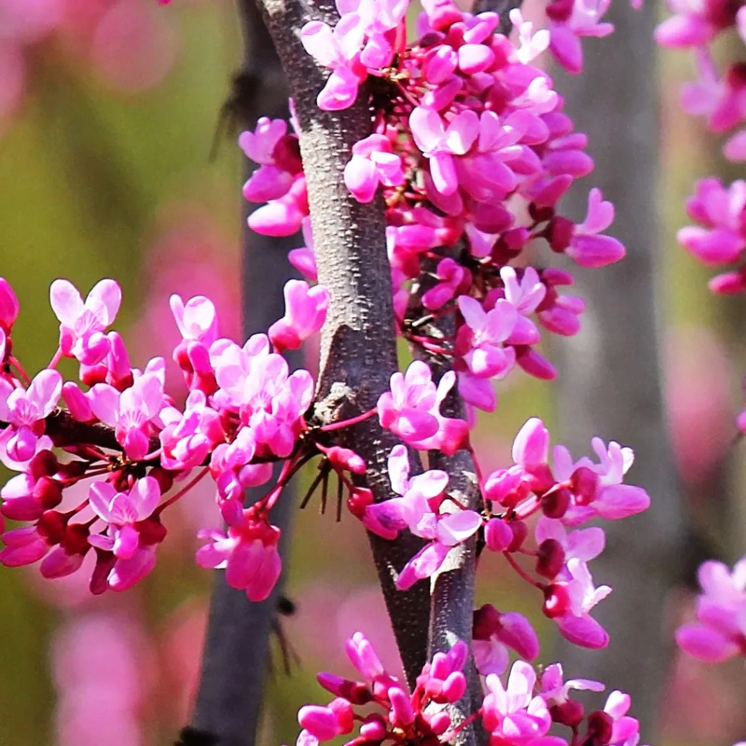 Expert Gardener 3 - 4 Ft. Tall Weeping Ruby Falls Redbud Live Tree in 7 - Gallon Grower Pot - Product image 3