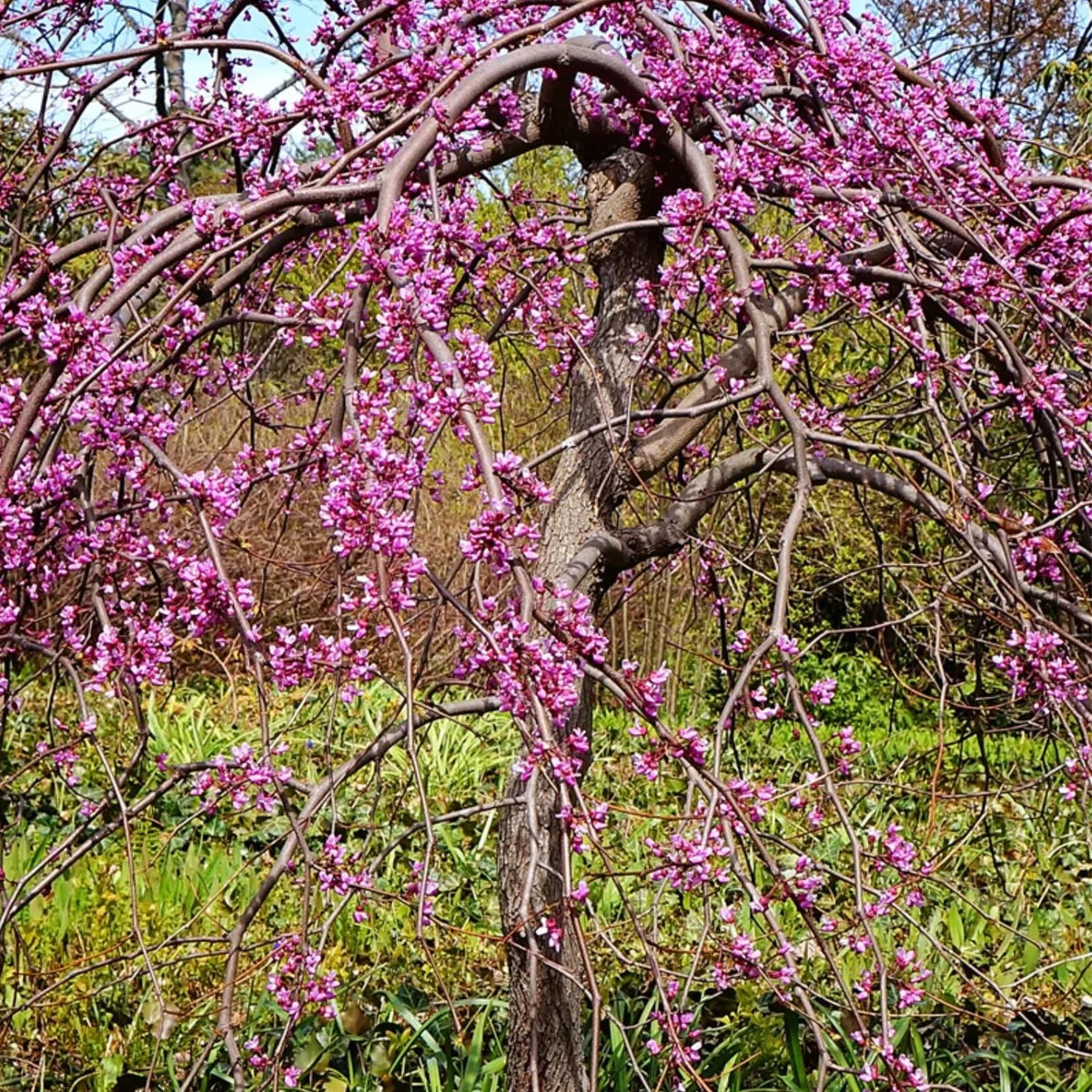 Expert Gardener 3 - 4 Ft. Tall Weeping Ruby Falls Redbud Live Tree in 7 - Gallon Grower Pot - Product image 2