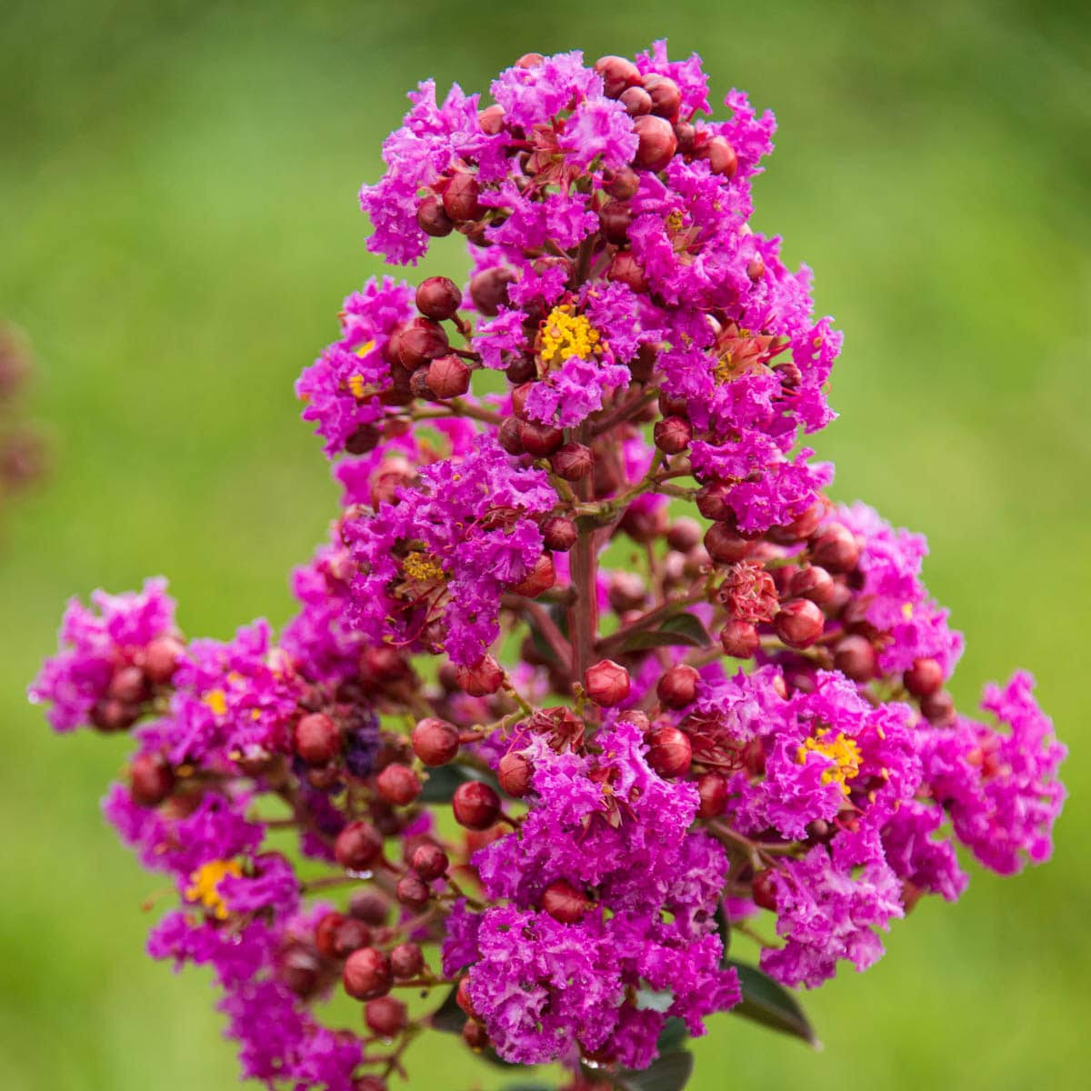 Gurney's Seed and Nursery Catawba Crape Myrtle Purple Flowering Shrub in 1 Pack(s) Bare Root - 87645 - Product image 1