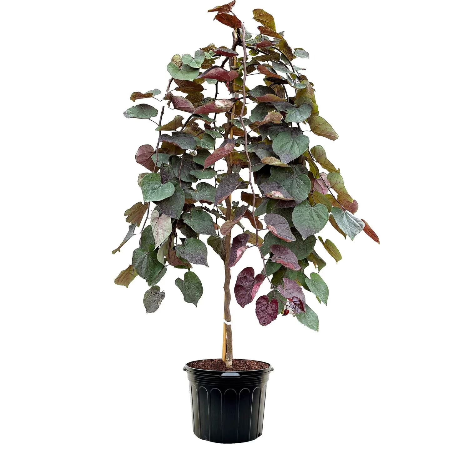 Expert Gardener 3 - 4 Ft. Tall Weeping Ruby Falls Redbud Live Tree in 7 - Gallon Grower Pot - Product image 1